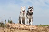 SIBERIAN HUSKY 061